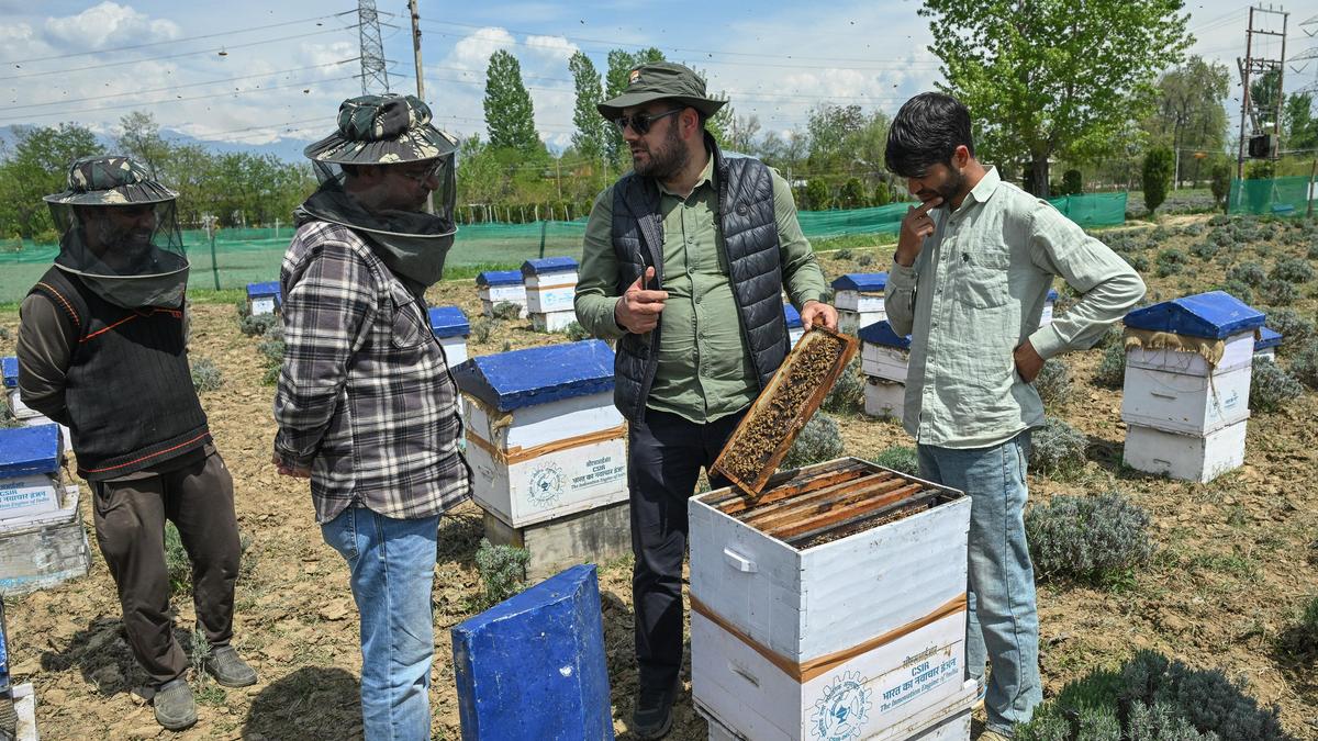 In a first, migratory honey bees get ‘warm womb’ to stay back in winters in Kashmir